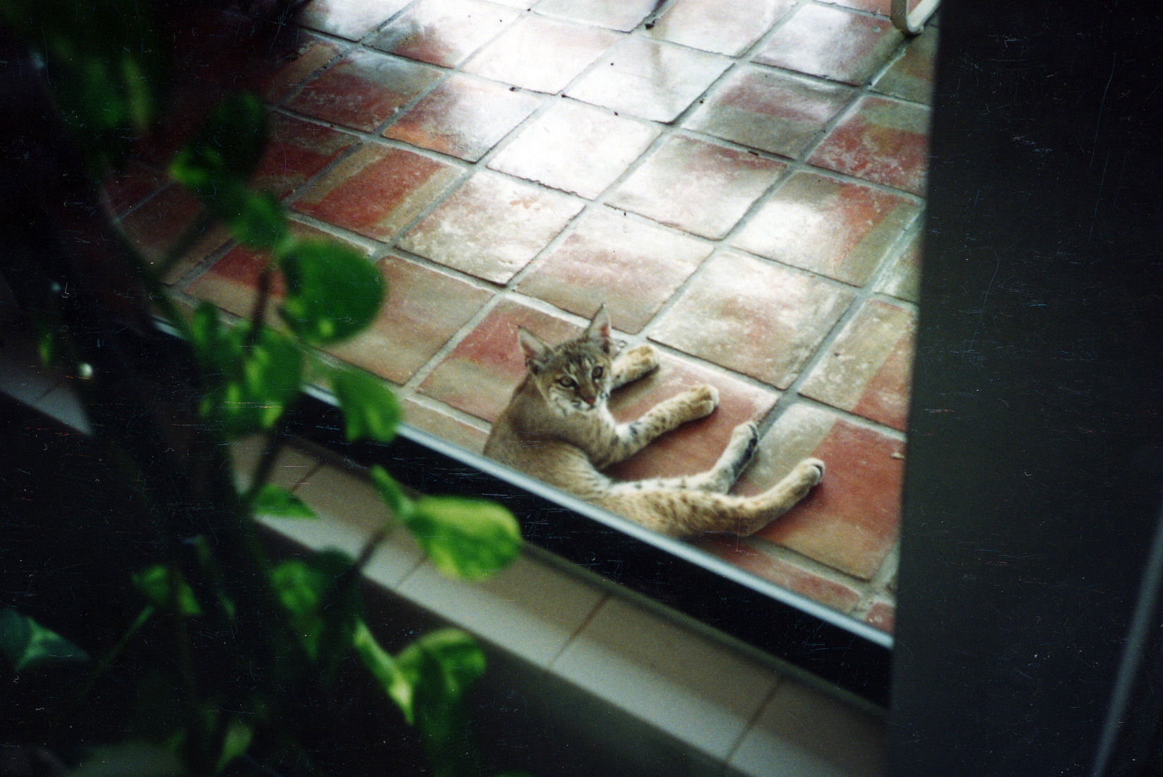 Backyard Bobcats